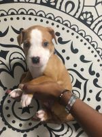 American Staffordshire Terrier Puppies for sale in Killeen, TX, USA. price: NA