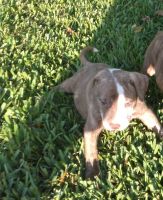 American Staffordshire Terrier Puppies for sale in Orlando, FL, USA. price: NA
