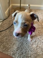 American Staffordshire Terrier Puppies for sale in Houston, TX, USA. price: NA