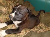 American Staffordshire Terrier Puppies for sale in Lexington, KY, USA. price: NA