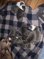 American Staffordshire Terrier Puppies for sale in Winston, GA 30187, USA. price: NA