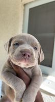 American Staffordshire Terrier Puppies for sale in St Paul, MN, USA. price: NA