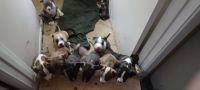 American Staffordshire Terrier Puppies for sale in Tucson, AZ, USA. price: NA