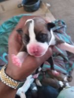 American Staffordshire Terrier Puppies for sale in Virginia Beach, VA, USA. price: NA