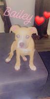 American Staffordshire Terrier Puppies for sale in North Charleston, SC 29420, USA. price: NA