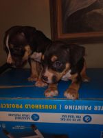 American Staffordshire Terrier Puppies for sale in Carson, CA, USA. price: NA
