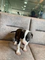 American Staffordshire Terrier Puppies for sale in Kolhapur, Maharashtra, India. price: 15000 INR