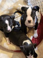 American Staffordshire Terrier Puppies for sale in Indian Orchard, MA 01151, USA. price: NA