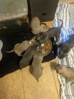American Staffordshire Terrier Puppies for sale in Greensboro, NC, USA. price: NA