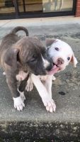 American Staffordshire Terrier Puppies for sale in Lawrenceville, GA, USA. price: NA