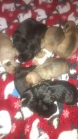 American Staffordshire Terrier Puppies for sale in Brooklyn, NY, USA. price: NA