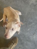 American Staffordshire Terrier Puppies for sale in Valdosta, GA, USA. price: NA