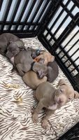 American Staffordshire Terrier Puppies for sale in Polk County, FL, USA. price: NA