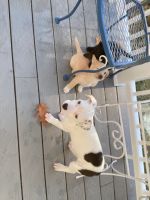 American Staffordshire Terrier Puppies for sale in Millbrook, NY 12545, USA. price: NA