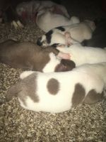 American Staffordshire Terrier Puppies for sale in Antioch, CA, USA. price: NA