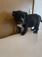 American Staffordshire Terrier Puppies for sale in Orlando, FL, USA. price: NA