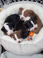 American Staffordshire Terrier Puppies for sale in Utah County, UT, USA. price: NA