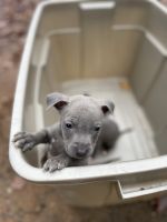 American Staffordshire Terrier Puppies for sale in Greenville, SC, USA. price: NA