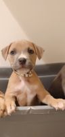 American Staffordshire Terrier Puppies for sale in Antelope Rd, Palmdale, CA 93550, USA. price: NA