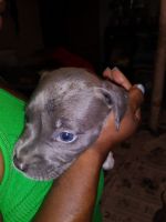 American Staffordshire Terrier Puppies for sale in McKeesport, PA, USA. price: NA