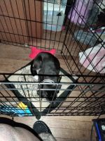 American Staffordshire Terrier Puppies for sale in Florissant, MO, USA. price: NA