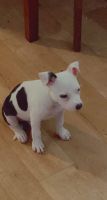 American Staffordshire Terrier Puppies for sale in Wilmington, DE, USA. price: NA