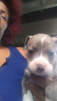 American Staffordshire Terrier Puppies for sale in McKeesport, PA, USA. price: NA