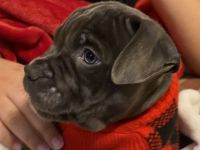 American Staffordshire Terrier Puppies for sale in Port Matilda, PA 16870, USA. price: NA