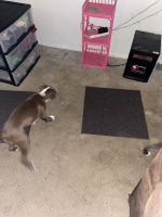 American Staffordshire Terrier Puppies for sale in Cynthiana, KY 41031, USA. price: NA