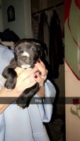 American Staffordshire Terrier Puppies for sale in Deep Water, WV 25139, USA. price: NA