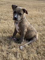 American Staffordshire Terrier Puppies for sale in Corpus Christi, TX, USA. price: NA