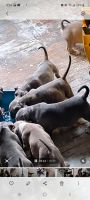 American Staffordshire Terrier Puppies for sale in Wichita, KS 67209, USA. price: NA
