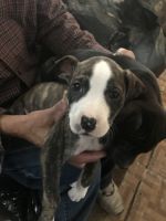 American Staffordshire Terrier Puppies for sale in 4230 S 102nd E Ave, Tulsa, OK 74146, USA. price: NA