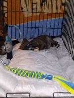 American Staffordshire Terrier Puppies for sale in Littleton, CO 80120, USA. price: NA