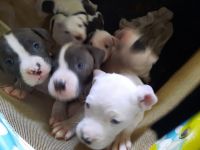 American Staffordshire Terrier Puppies for sale in Park Hills, MO 63601, USA. price: NA
