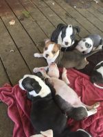 American Staffordshire Terrier Puppies for sale in Maple Valley, WA 98038, USA. price: NA