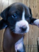 American Staffordshire Terrier Puppies for sale in Fayetteville, NC 28311, USA. price: NA