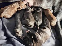 American Staffordshire Terrier Puppies for sale in Louisville, KY 40214, USA. price: NA