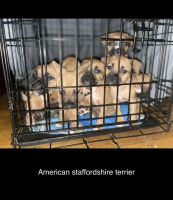 American Staffordshire Terrier Puppies for sale in Boston, MA, USA. price: NA