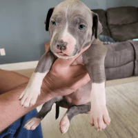 American Staffordshire Terrier Puppies for sale in Wadsworth, OH 44281, USA. price: NA