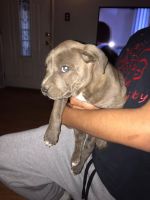 American Staffordshire Terrier Puppies for sale in Los Angeles, CA 90002, USA. price: NA