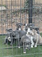 American Staffordshire Terrier Puppies for sale in Rex Mill Creek, Rex, GA 30273, USA. price: NA