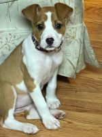 American Staffordshire Terrier Puppies for sale in Florence, SC, USA. price: NA