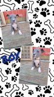 American Staffordshire Terrier Puppies for sale in Brandon, MS, USA. price: NA