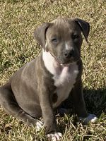 American Staffordshire Terrier Puppies for sale in Irvington, AL 36544, USA. price: NA