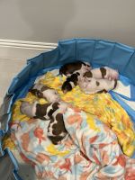 American Staffordshire Terrier Puppies for sale in Martin County, FL, USA. price: NA
