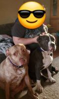 American Staffordshire Terrier Puppies for sale in Brook Park, OH 44142, USA. price: NA