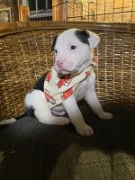 American Staffordshire Terrier Puppies for sale in Berwick, PA, USA. price: NA