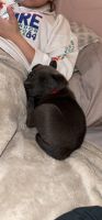 American Staffordshire Terrier Puppies for sale in San Antonio, TX, USA. price: NA