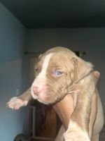 American Staffordshire Terrier Puppies for sale in Indianapolis, IN 46201, USA. price: NA